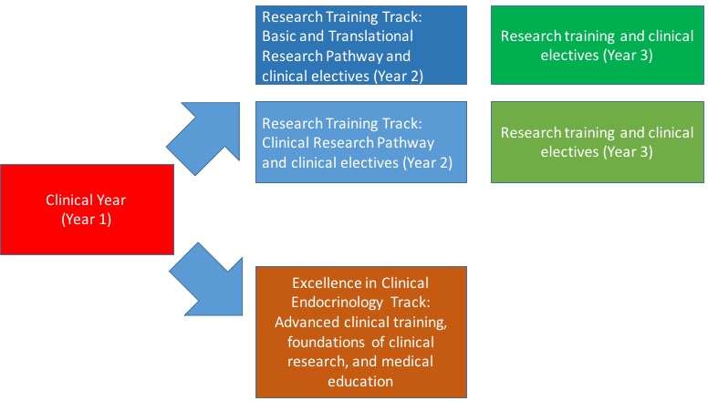 Endocrinology Fellowship Training Tracks